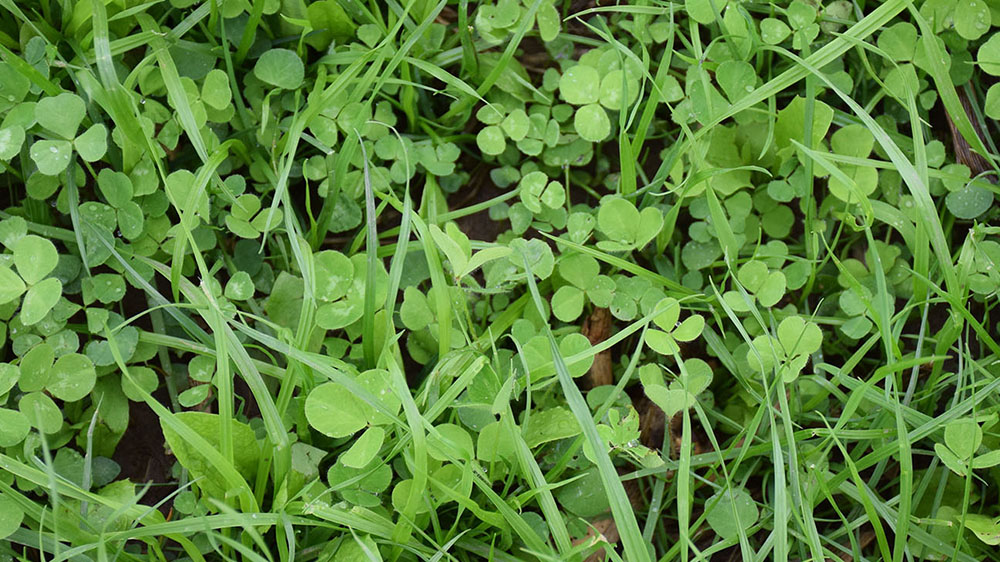 No-Till Wildlife Clover Mix